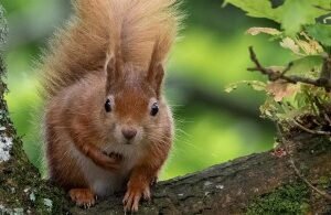 Mr Johnson’s Wildlife Squirrel Food