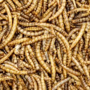Dried Mealworms