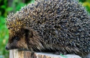 Brambles Crunchy   Food