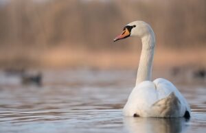 Brambles Floating Swan & Duck Food