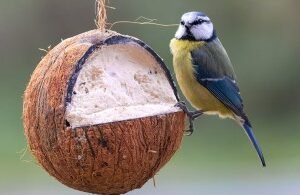 Whole Filled Suet Coconut