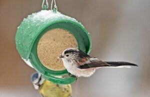 Flutter Butter Feeder