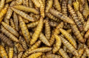 Dried Calci Worms
