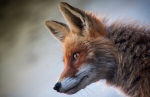 Wild Things Badger & Fox Food