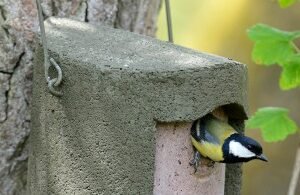 The Schwegler 1B Woodcrete Nestbox